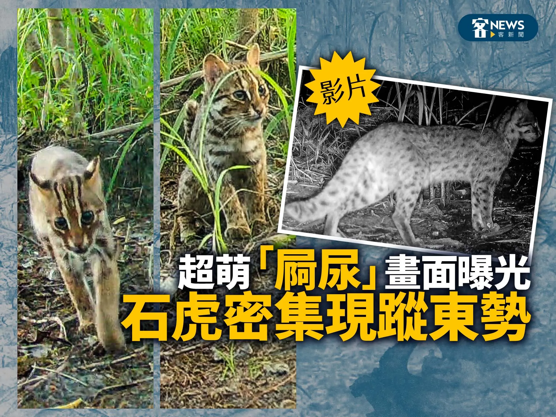 【影】石虎密集現蹤東勢　超萌「屙尿」畫面曝光's story cover image