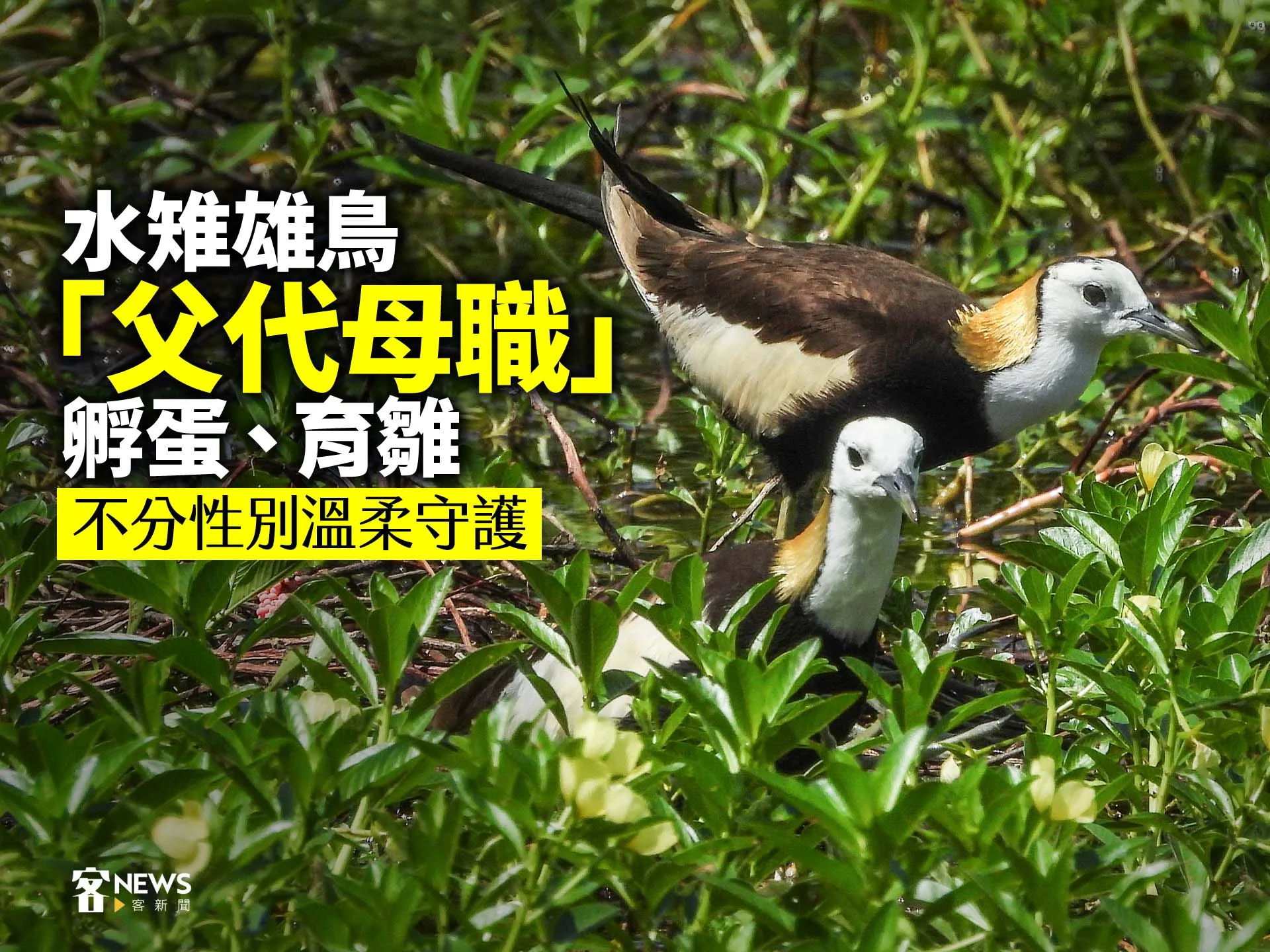 水雉雄鳥「父代母職」孵蛋、育雛　不分性別溫柔守護's story cover image